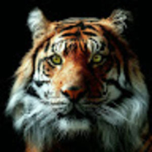 Meet your Posher, Gorgeous